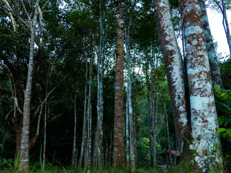 Mengenal Pohon Gaharu, Tanaman Tropis Wangi Mendunia yang Kaya Manfaat